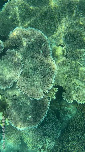 Marine life in healthy corals photo