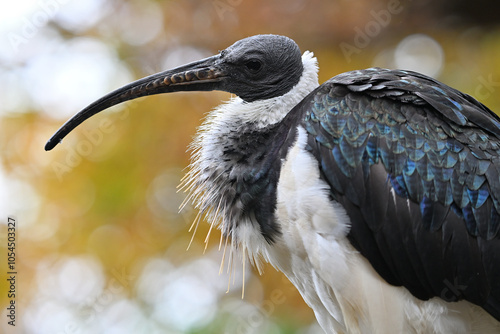 straw-necked ibis portrait animals zoo photo