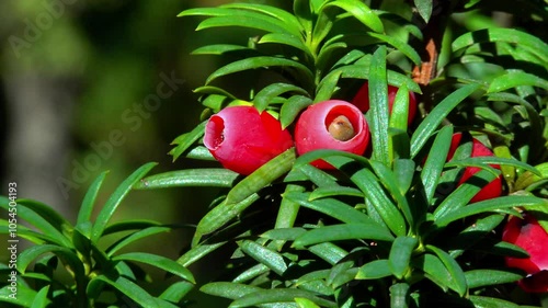 European yew Taxus baccata - poisonous red berries on an ornamental yew shrub in autumn in a park, Ukraine photo