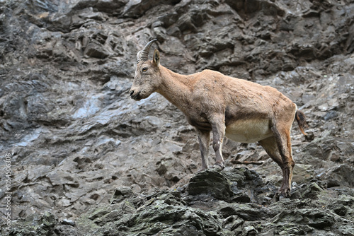 Fototapeta Naklejka Na Ścianę i Meble -  Ibex mountain animals zoo