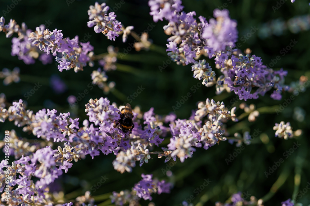 A Bee Collecting Nectar from Lavender Blossoms in Soft Evening Light A Bee Collecting Nectar from Lavender Blossoms in Soft Evening Light