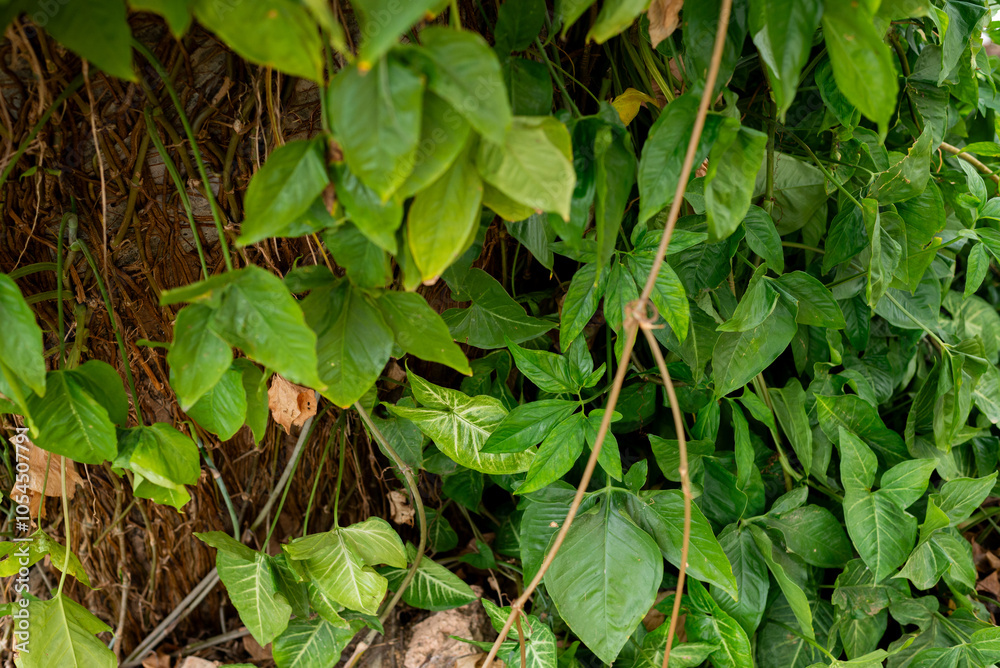 Photo of several green leaves of a plant. Preserved nature, environment. Photo of several green leaves of a plant. Preserved nature, environment.