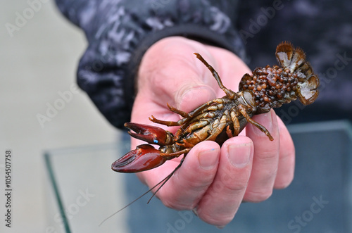 signal crayfish female with a clutch of eggs