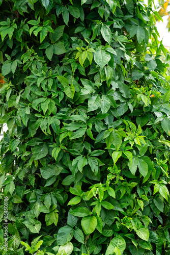 Branches of several green leaves of a plant. Preserved nature, environment.