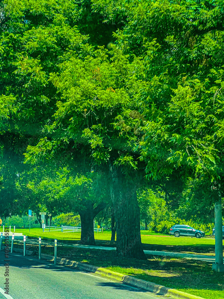 Obraz premium Green Forest