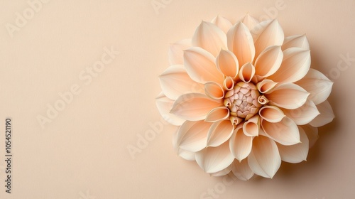 Elegant Dahlia Flower on Soft Beige Background Highlighting Delicate Petals and Natural Beauty in Minimalist Style