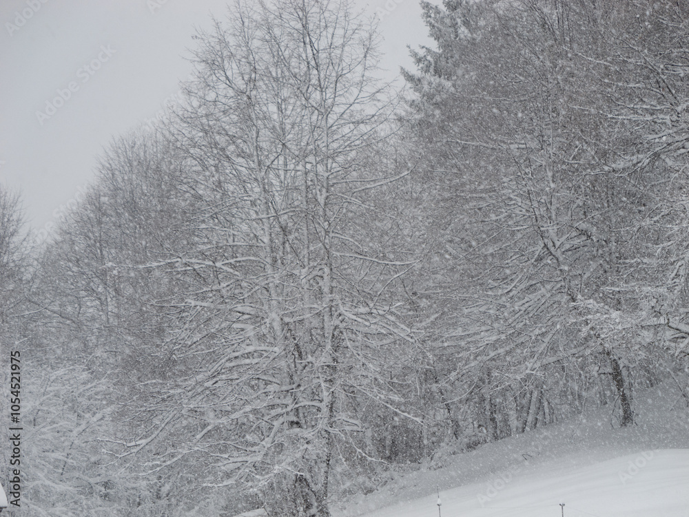 Fototapeta premium Leafless deciduous trees stand tall, draped in heavy snow amidst a winter forest. Lush branches are laden with snow, and forest exudes a frosty charm. White wintry landscape during a heavy snowfall.