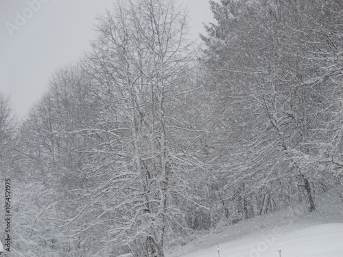 Leafless deciduous trees stand tall, draped in heavy snow amidst a winter forest. Lush branches are laden with snow, and forest exudes a frosty charm. White wintry landscape during a heavy snowfall.