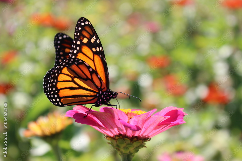 A monarch butterfly rests gracefully on a vibrant pink zinnia flower, surrounded by a colorful summer garden. A monarch butterfly rests gracefully on a vibrant pink zinnia flower, surrounded by a colorful summer garden.