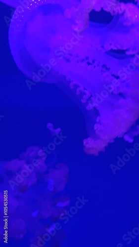 Big beautiful jellyfish swim in the oceanarium on video