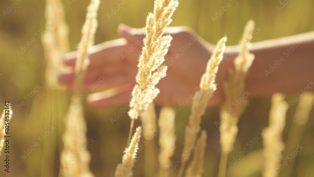agriculture concept. hand touches ears wheat field. farming. rural life work field. harvest time. farm plantation. agriculture business. sunny summer day. agribusiness industry. eco. healthly food agriculture concept. hand touches ears wheat field. farming. rural life work field. harvest time. farm plantation. agriculture business. sunny summer day. agribusiness industry. eco. healthly food