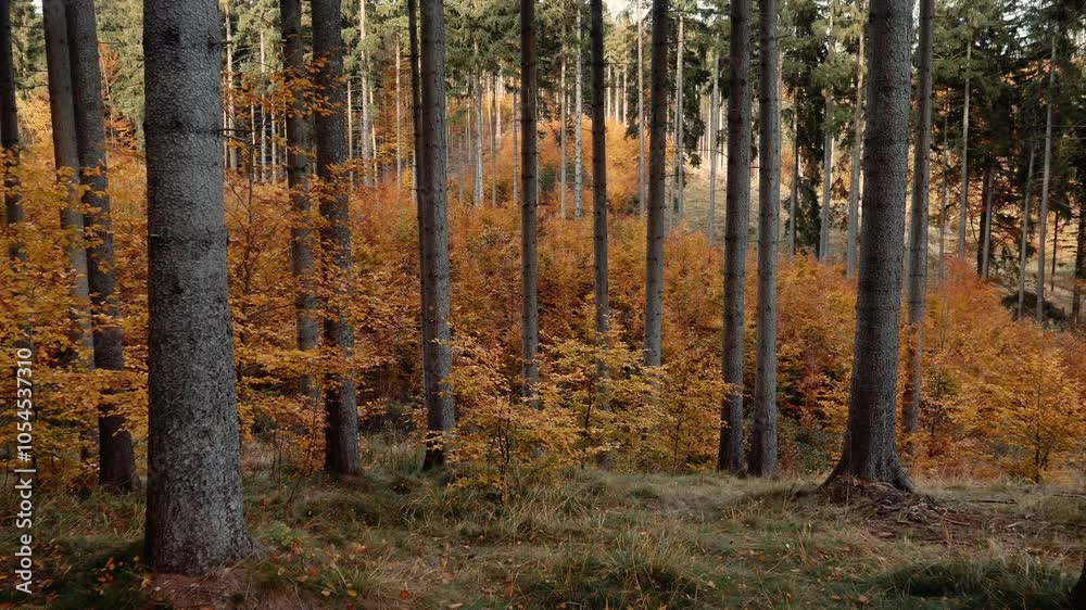 Tall, slender pine trunks rise against a vibrant backdrop of yellow birch leaves in an autumn forest landscape Tall, slender pine trunks rise against a vibrant backdrop of yellow birch leaves in an autumn forest landscape