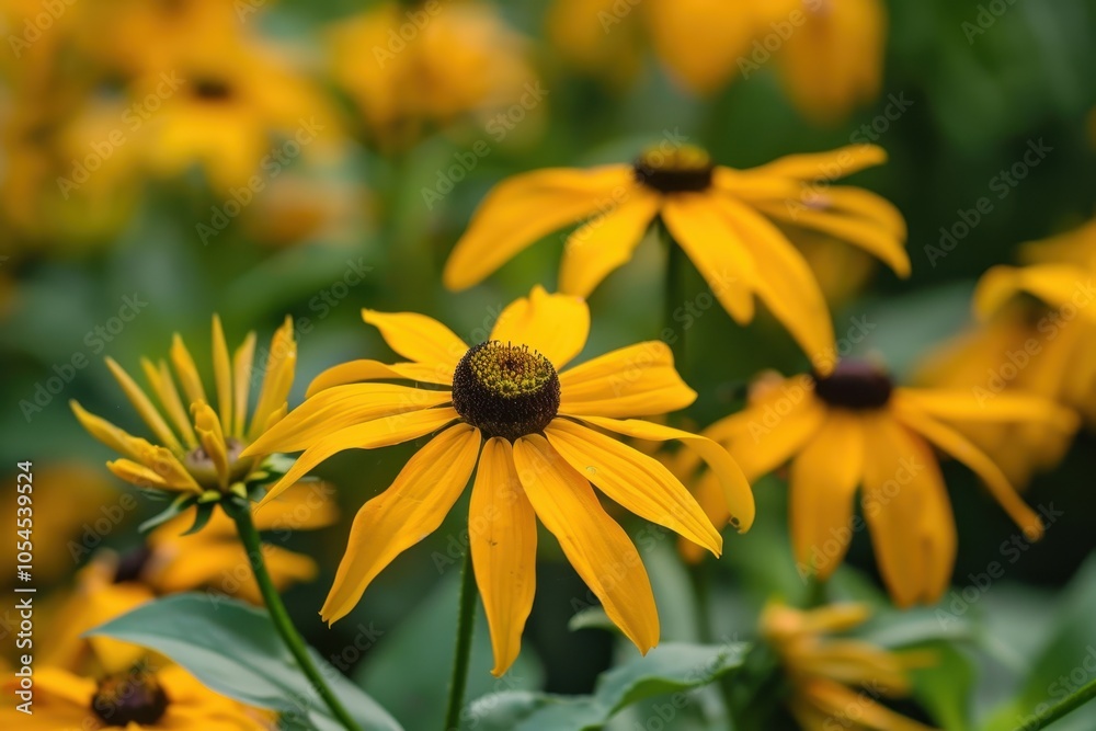 Goldsturm Rudbeckia fulgida in bloom Goldsturm Rudbeckia fulgida in bloom