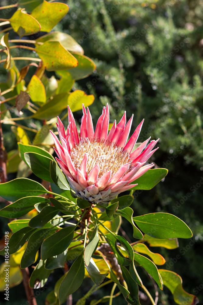 Fotografie King protea flower (Protea cynaroides)