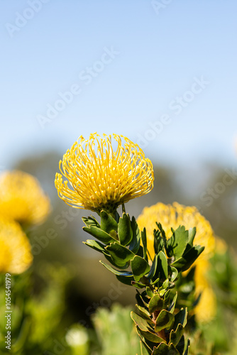 Yellow pincushion protea flower (Leucospermum cordifolium)