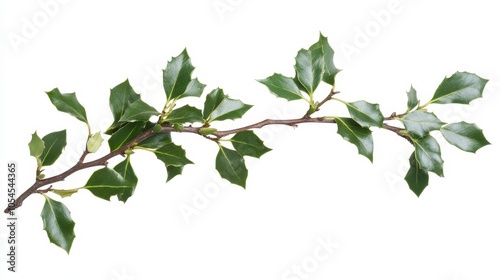 A Beautiful Holly Branch with Glossy Leaves Capturing Nature's Vibrancy and Character Against a Bright White Background