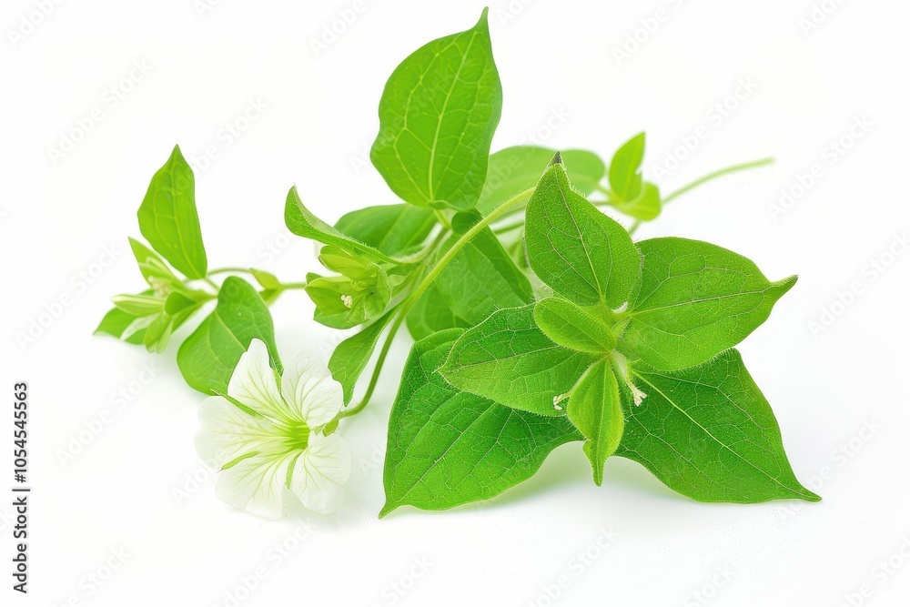 Mirabilis jalapa green leaves in Indonesia suburbs White background Mirabilis jalapa green leaves in Indonesia suburbs White background