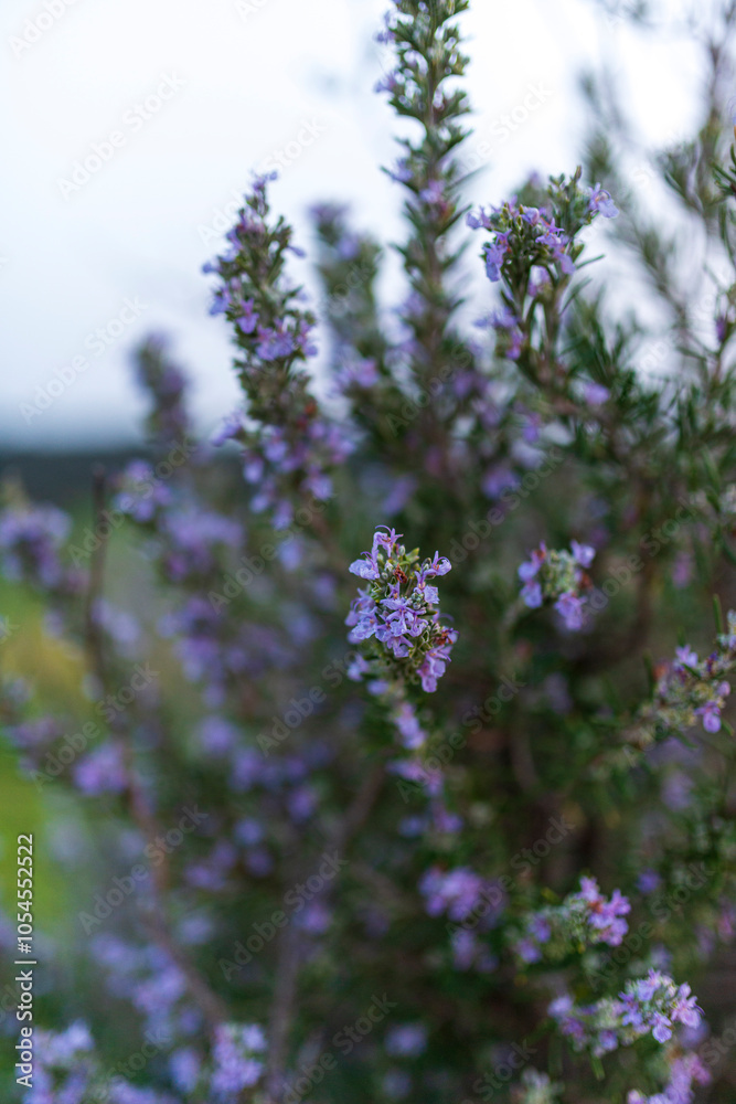 Obraz premium flores moradas castilla marzo 2023