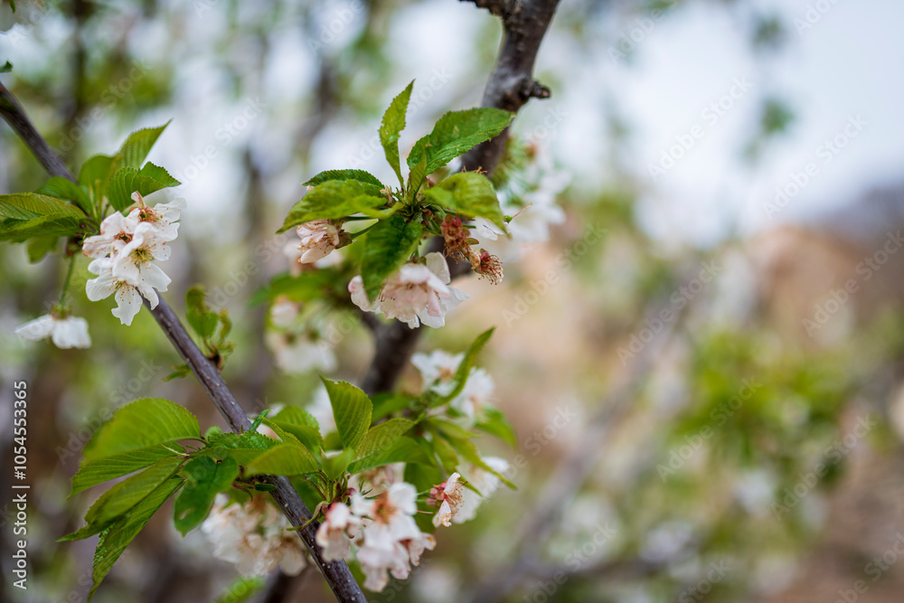 CEREZOS EN FLOR VALLE DEL JERTE 2024 CEREZAS EN FLOR BLANCA VALLE DEL TIERAR CEREZOS EN FLOR VALLE DEL JERTE 2024 CEREZAS EN FLOR BLANCA VALLE DEL TIERAR