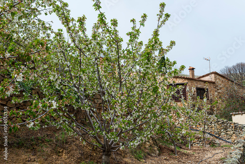 CEREZOS EN FLOR VALLE DEL JERTE 2024 CEREZAS EN FLOR BLANCA VALLE DEL TIERAR photo