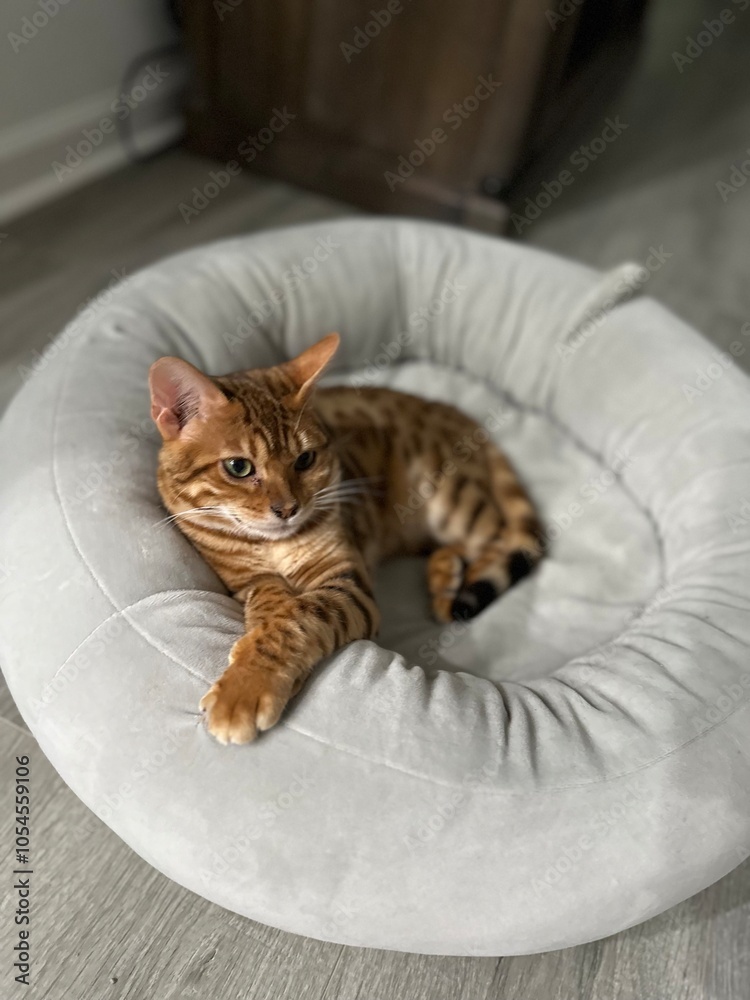 Obraz premium cat in a pet bed