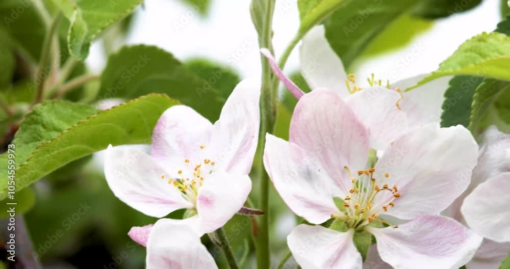 blooming apple blossoms on a young tree. Farm blooming apple blossoms on a young tree. Farm