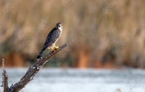 Canvas Print Majestic merlin falcon perched on a bare branch near Lake Perris, California