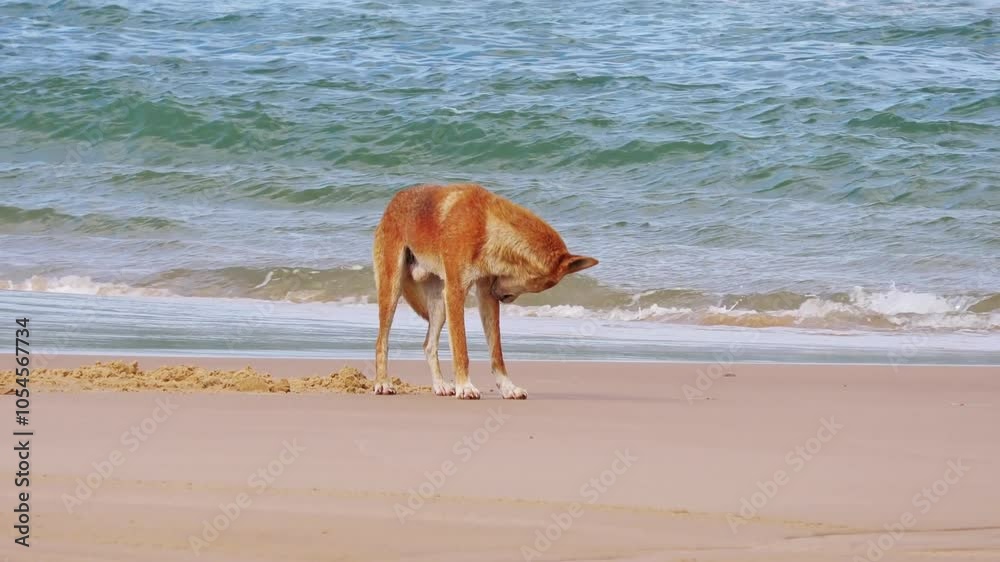 4K video, dingo standing on beach, Australian wild dog, K'gari Fraser Island 4K video, dingo standing on beach, Australian wild dog, K'gari Fraser Island