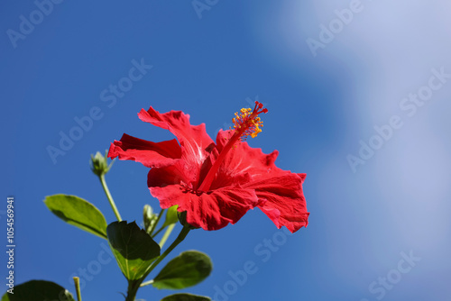 flor de hibiscus