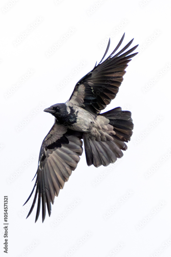 Hooded Crow (Corvus cornix) – Commonly found in Europe and Asia, sighted at Bull Island, Ireland Hooded Crow (Corvus cornix) – Commonly found in Europe and Asia, sighted at Bull Island, Ireland