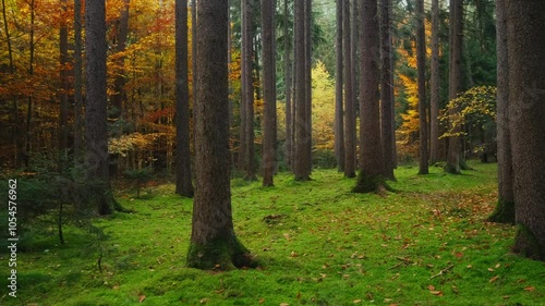 Nature landscape of autumn forest. A walk among big old trees in an autumn forest, stabilized smooth shot, 4K video footage.