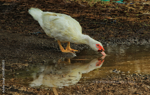 white duck in the water photo