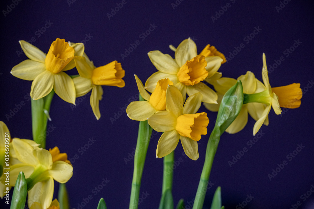 Fototapeta premium Daffodils bloom vibrantly against a dark background, showcasing their yellow petals in a spring display of natural beauty