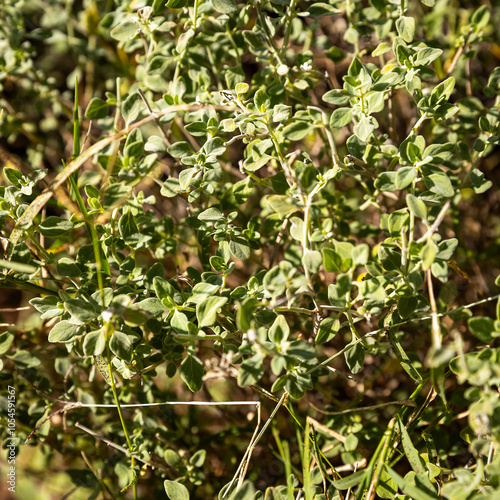 Clinopodium thymifolium is an aromatic plant species that is widespread in the Mediterranean region. It has been considered as a condiment and is used in cooking. photo