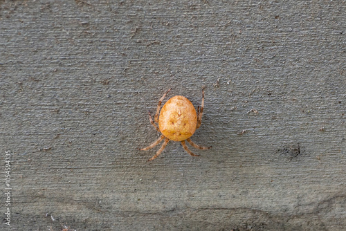 Araneus gemmoides, Cat-Faced Spider on the concrete wall photo