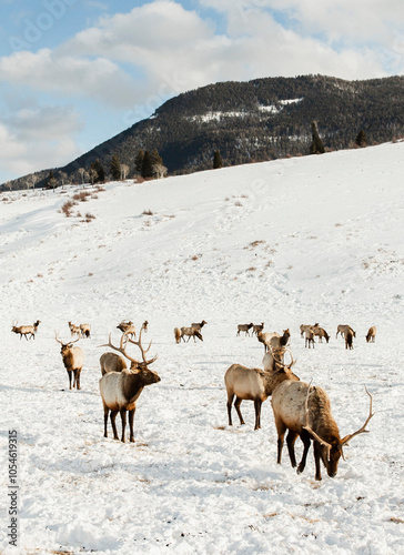 Photography Elk herd eating in the winter in the elk refuge in Jackson Hole, Wyoming