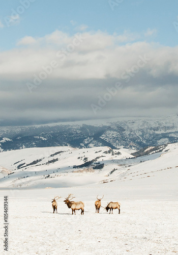 Canvas Print Elk herd roaming through elk refuge in the winter in Jackson Hole, Wyoming