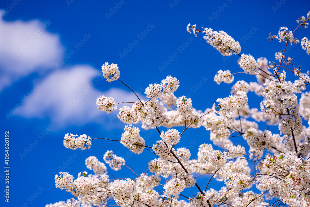 Spring blossom background. Blossoming tree branch with white flowers. Spring blossom background. Blossoming tree branch with white flowers.