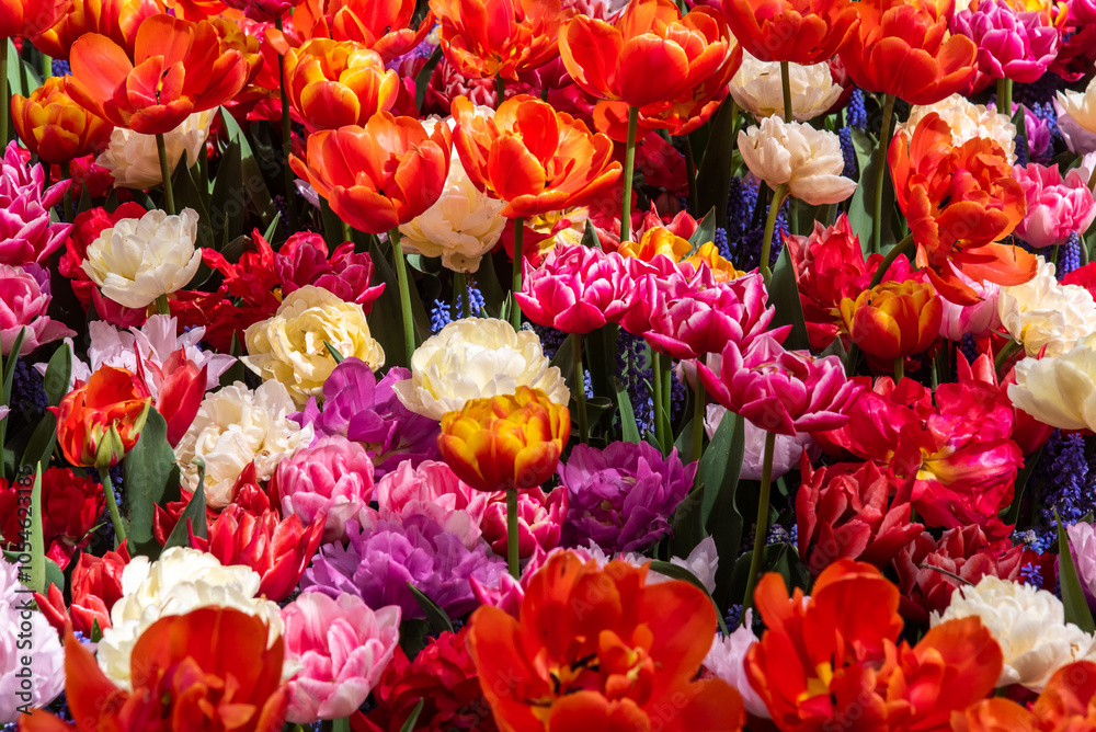 Vast Flower Field of purple, pink, white and red Roses and Marigold in full bloom with green petals Vast Flower Field of purple, pink, white and red Roses and Marigold in full bloom with green petals