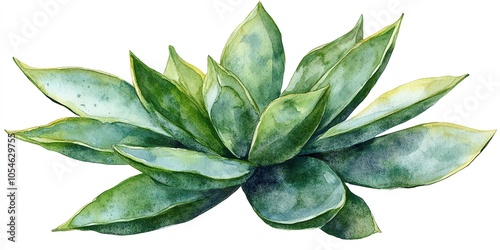 Watercolor painting of a green succulent plant with large leaves.