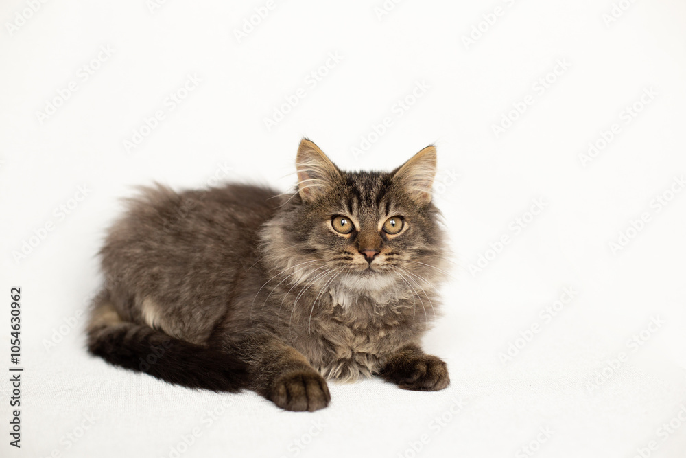 Fototapeta premium Fluffy tabby kitten lies on a white background
