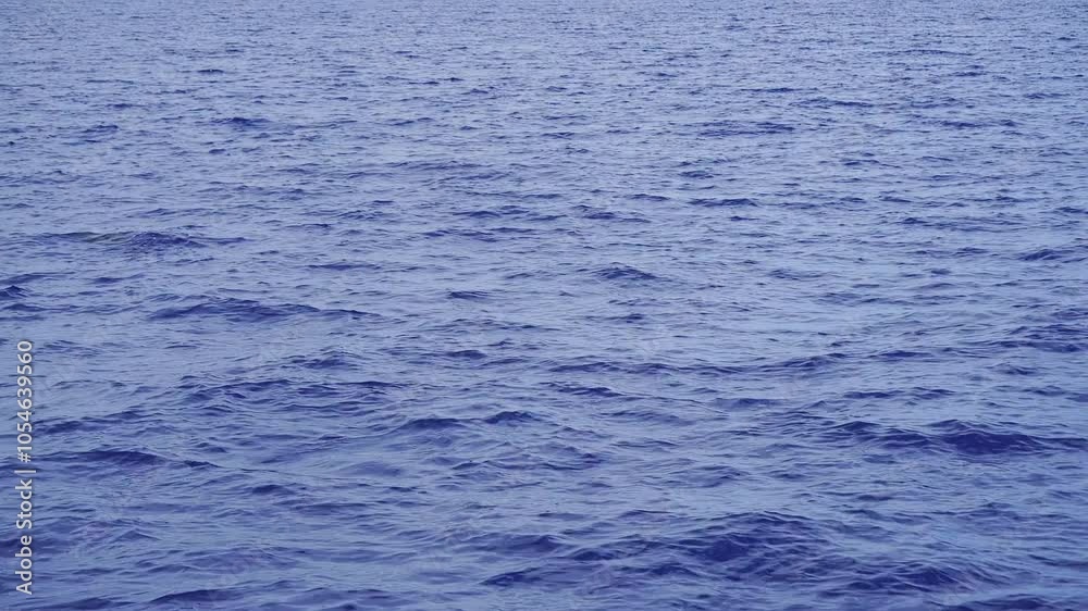 Wild dolphin is swimming in the deep blue water of the atlantic ocean, near Madeira island in Portugal, showing its fin above the surface. Rough-toothed dolphin, Steno bredanensis species. Wild dolphin is swimming in the deep blue water of the atlantic ocean, near Madeira island in Portugal, showing its fin above the surface. Rough-toothed dolphin, Steno bredanensis species.