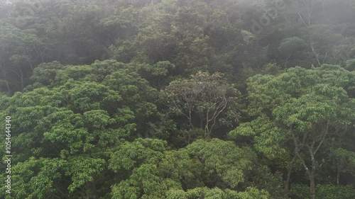 Atlantic Forest on the slopes of Serra do Mar with fog - Cubatão, São Paulo, Brazil photo