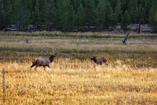 Bull Elk Pursuing Cow Elk in the Fall at Yellowstone National Park, Wyoming.