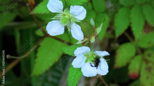 Stingless bee,Trigona spinipes on flowers of Rubus rosifolius, also known as roseleaf bramble, Mauritius raspberry, thimbleberry and Vanuatu raspberry 