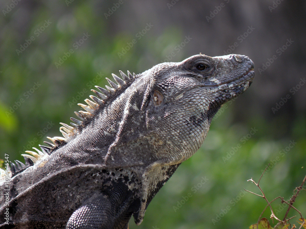 Obraz premium Reptil