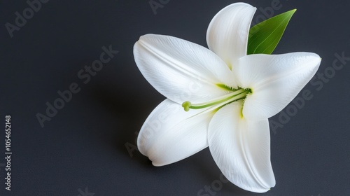 Elegant white lily on dark background with fresh green leaf