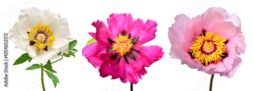 Collection peony head isolated on white background. Beautiful spring flowers. Flat lay, top view