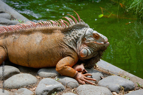 Iguanas.