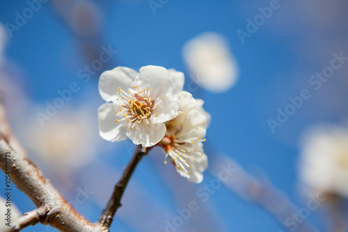 Obraz na płótnie 青空と白い梅の花
w salonie